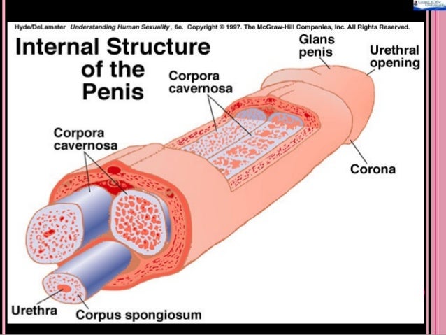 the function of the penis The function of the penis
